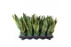 Sansevieria trifasciata futura superba 