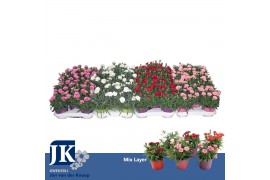 Dianthus mix mixlaag ton sur ton