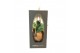 Kamerplanten mix Kokodama Gift Package Green mix 