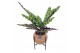 Calathea mix Kokodama Industrial 