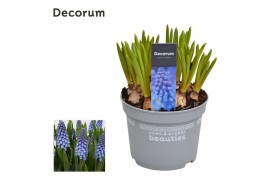 Muscari big smile decorum