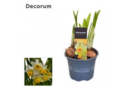 Narcissus cyclamineus grp spring sunshine