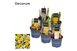 Narcissus mix Narcis gemengd- 3/5 Soorten