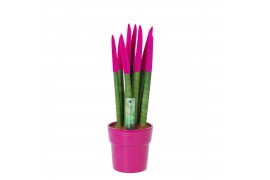 Sansevieria cylindrica velvet touchz® fuchsia in keramiek edel