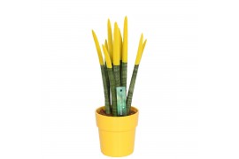 Sansevieria cylindrica velvet touchz® geel in keramiek edel