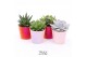 Succulenten TRULY Peach pearl shine 