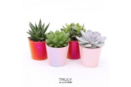 Succulenten TRULY Peach pearl shine