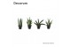 Sansevieria cylindrica mix basic 
