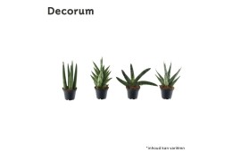 Sansevieria cylindrica mix basic
