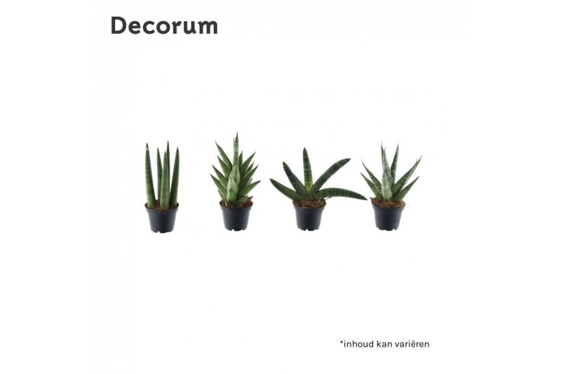Sansevieria cylindrica mix basic 