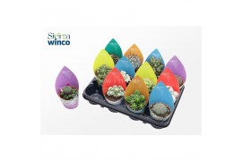 Cactus mix 12 soorten (sierra)