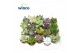 Succulenten mix 