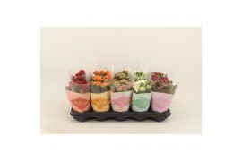 Kalanchoe rosalina le chic vip mix