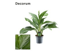 Aglaonema silver bay Decorum