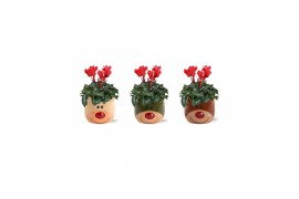 Cyclamen pers. midi super serie allure Collectie Bubble Collecties - C