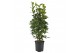 Laurus nobilis Laurus nobilis Struik 5000 gram 