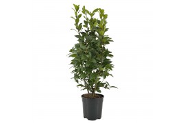 Laurus nobilis Laurus nobilis Struik 5000 gram