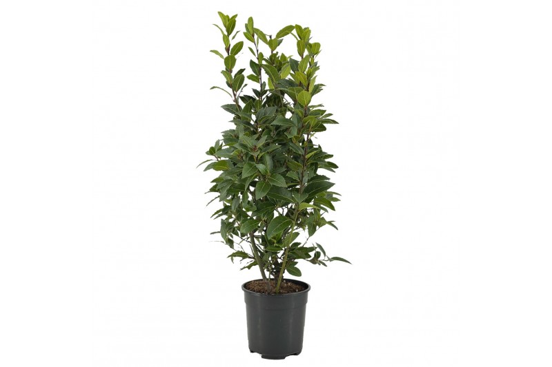 Laurus nobilis Laurus nobilis Struik 5000 gram Laurus nobilis Laurus nobilis Struik 5000 gram