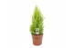 Cupressus macr. goldcrest wilma 