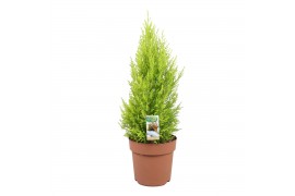 Cupressus macr. goldcrest wilma