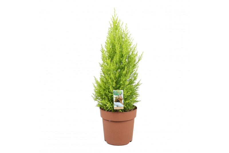 Cupressus macr. goldcrest wilma 
