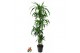 Dracaena fragr. janet craig 120-90-60-30 
