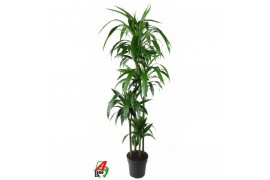 Dracaena fragr. janet craig 120-90-60-30