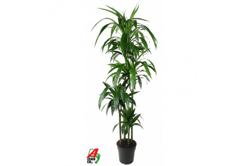 Dracaena fragr. janet craig 120-90-60-30 