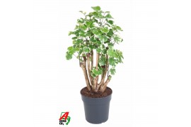 Polycias scutellaria balfourii