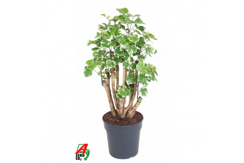 Polycias scutellaria balfourii 