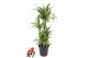 Dracaena fragr. der. lemon lime 60-carrousel 