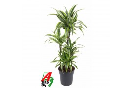 Dracaena fragr. der. lemon lime 60-carrousel