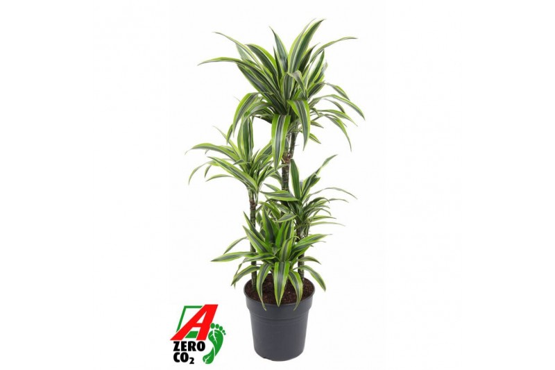 Dracaena fragr. der. lemon lime 60-carrousel 