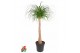 Beaucarnea recurvata Stam 