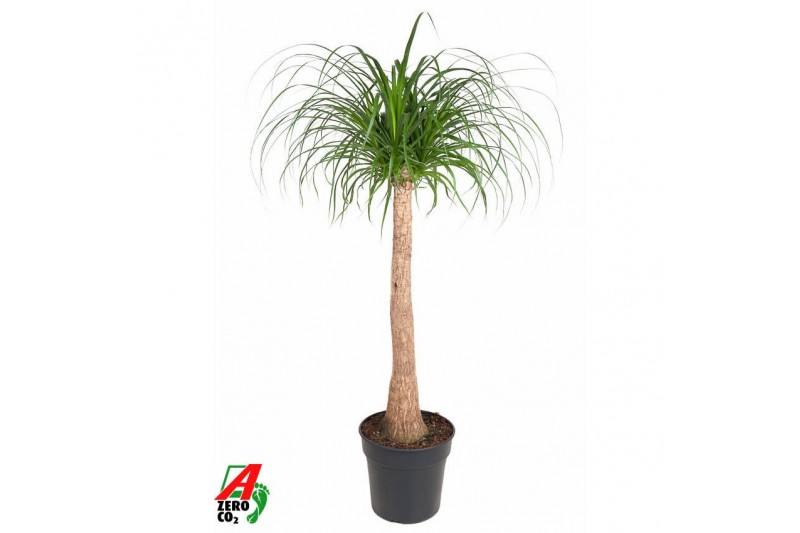 Beaucarnea recurvata Stam 