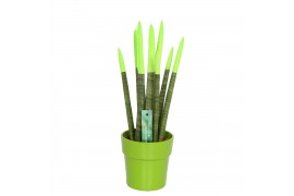 Sansevieria cylindrica velvet touchz® groen in keramiek edel