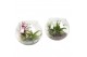 Tillandsia arrangement glas bol medium 