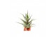 Tillandsia Tillandsia Pruinosa 1 bl. 