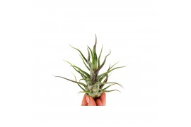 Tillandsia Tillandsia Pruinosa 1 bl.