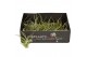 Tillandsia Tillandsia Pruinosa 1 bl. 