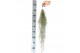 Tillandsia usneoides grey large 