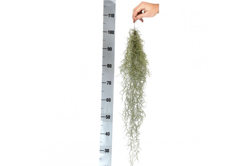 Tillandsia usneoides grey large 