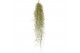 Tillandsia usneoides grey large 
