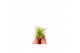 Tillandsia ionantha groen bonsai 101948 baby 