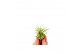 Tillandsia ionantha groen bonsai 101948 baby