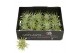 Tillandsia ionantha groen bonsai 101948 baby 