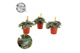 Peperomia milano