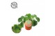 Pilea peperomioides + nederlands etiket 