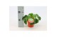 Pilea peperomioides + nederlands etiket 