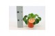 Pilea peperomioides + engels etiket 